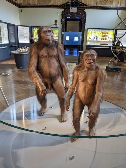 Australopithecus-afarensis-NHM-Wien-Robert-Matthees.jpg